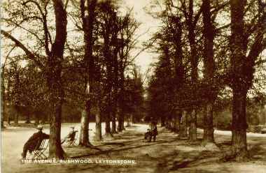 Bush Wood, the Avenue