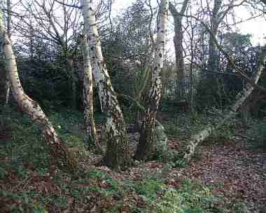 Silver Birches, Snaresbrook