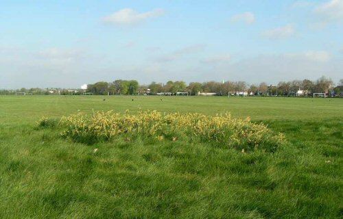 Wanstead Flats