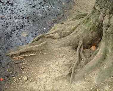 Alexandra Lake, Wanstead Flats