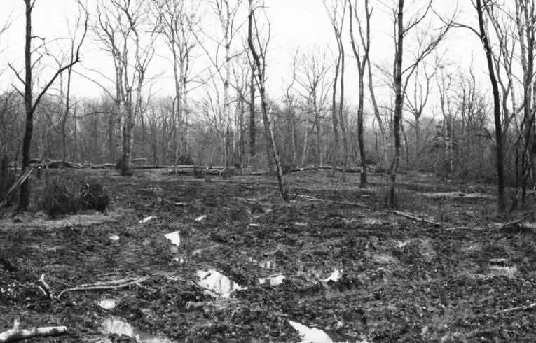 Elms in Warren Wood, Wanstead Park