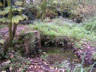Wanstead Park - Perch Pond