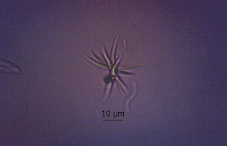 Ankistrodesmus species