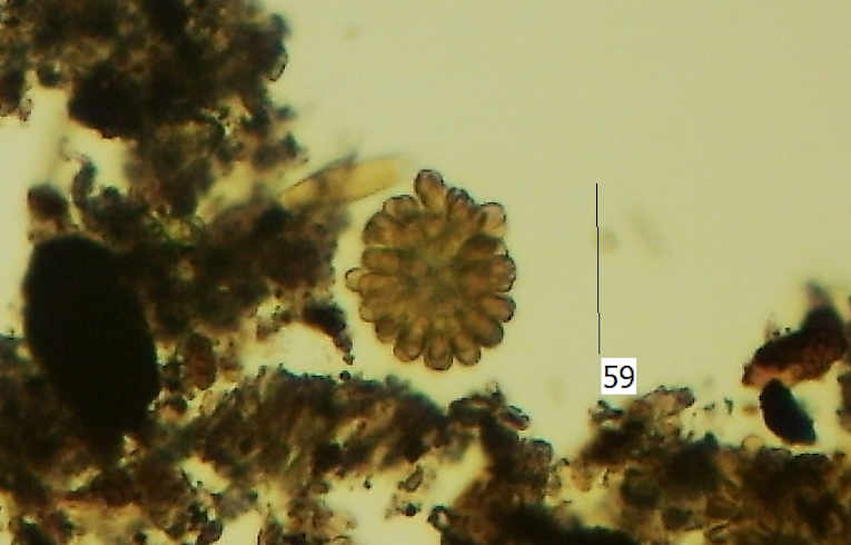 alga - Eudorina