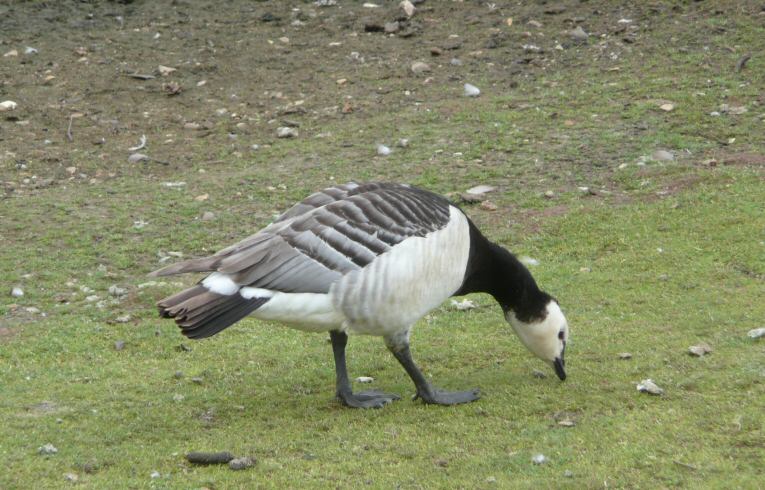 Barnacle Goose