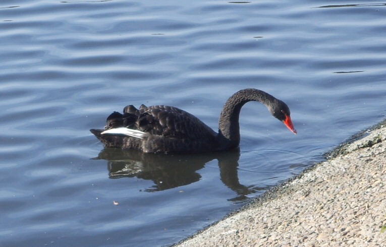 Black Swan