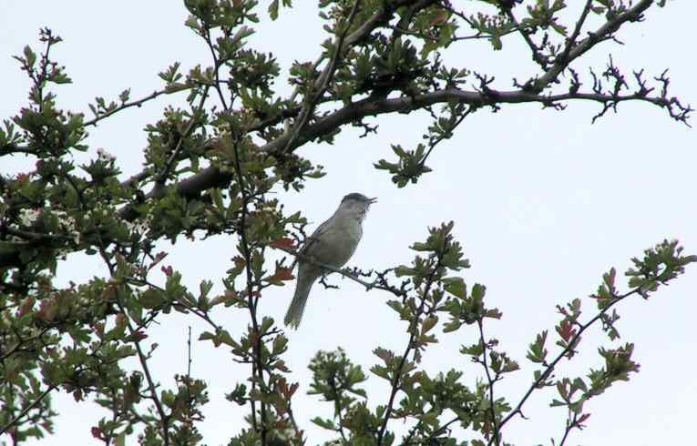 Blackcap