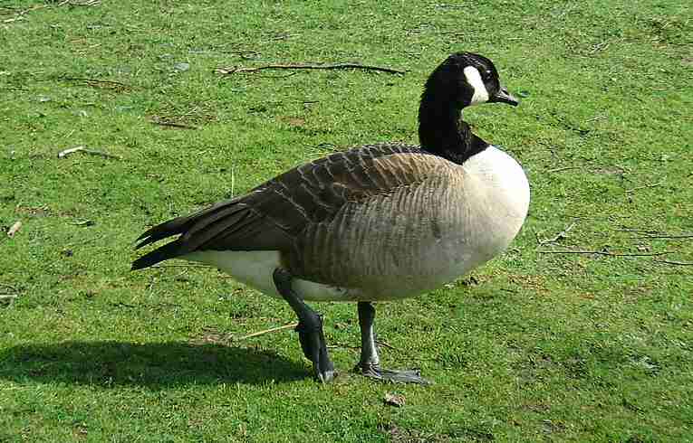 Canada Goose