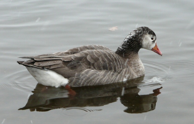 Casnada/Greylag Hybrid