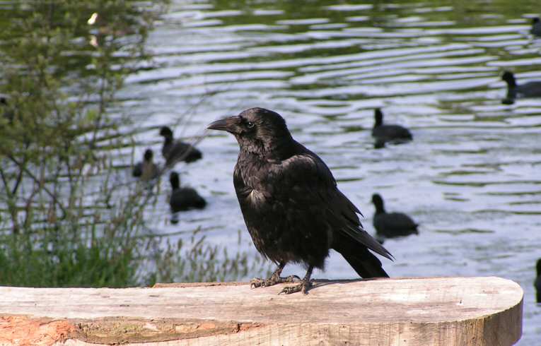 Carrion Crow