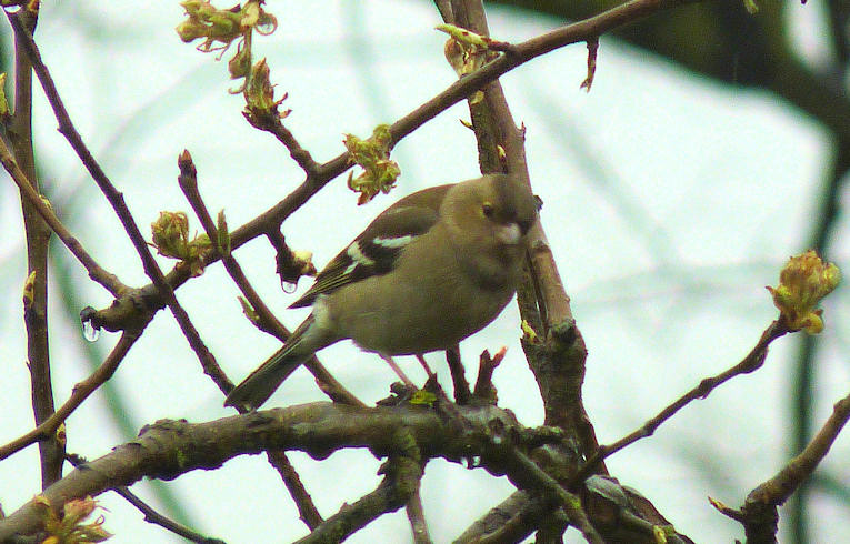 Chaffinch