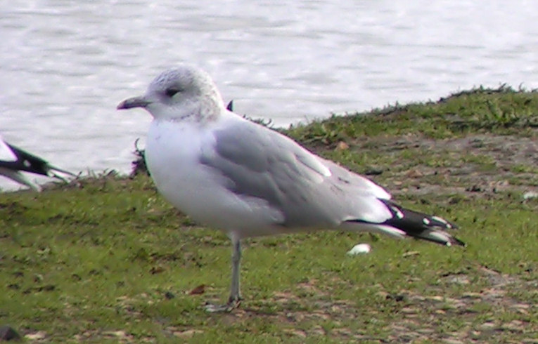 Common Gull