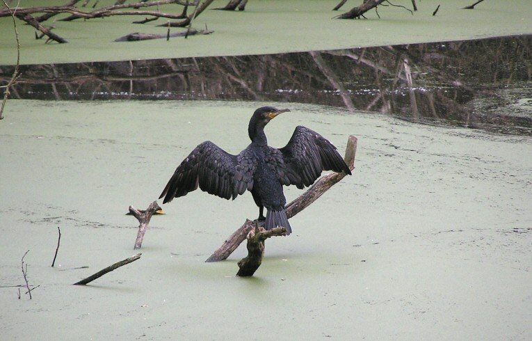 Cormorant