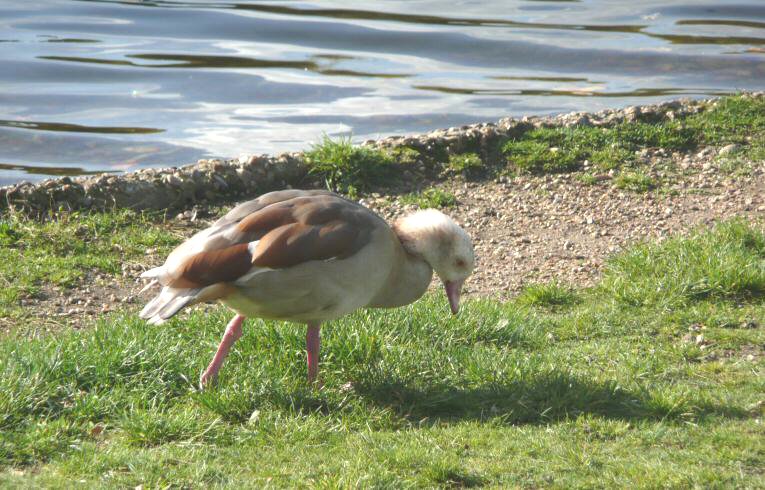 Egyptian Goose