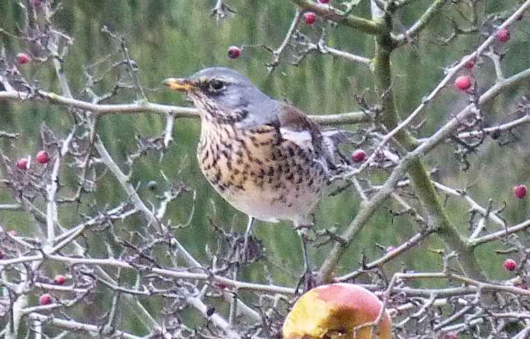 Fieldfare