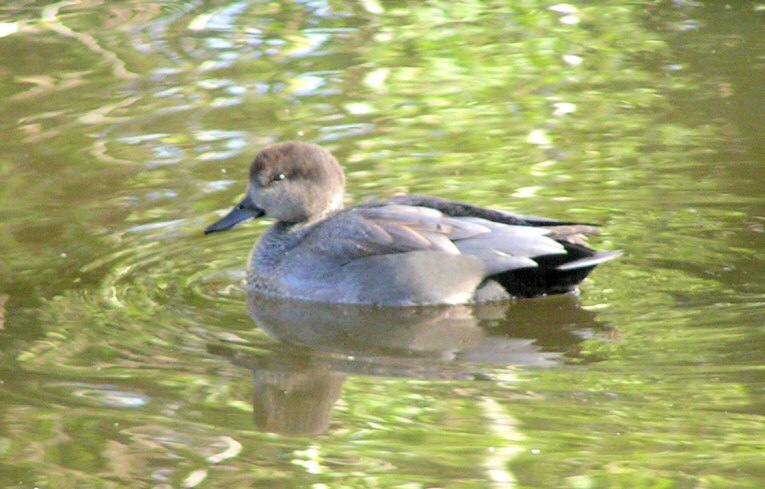 Gadwall