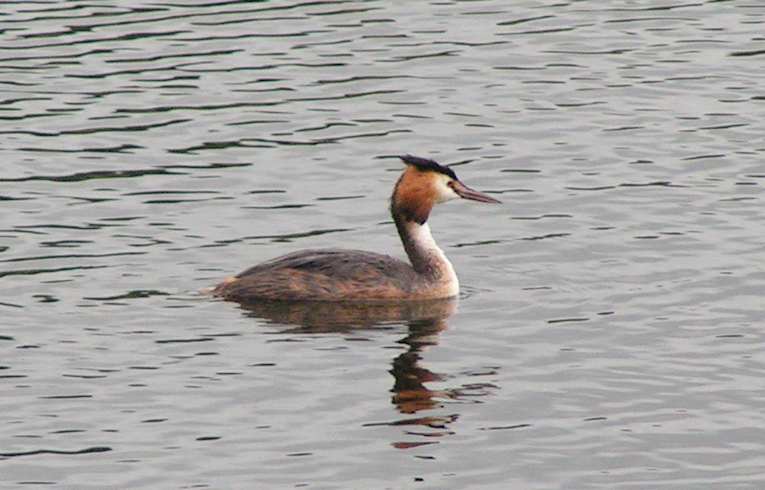 Great Crested Grebe