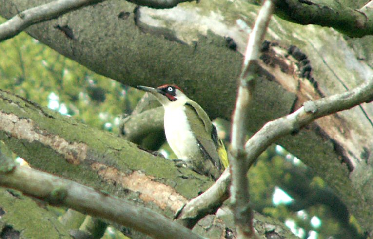 Green Woodpecker
