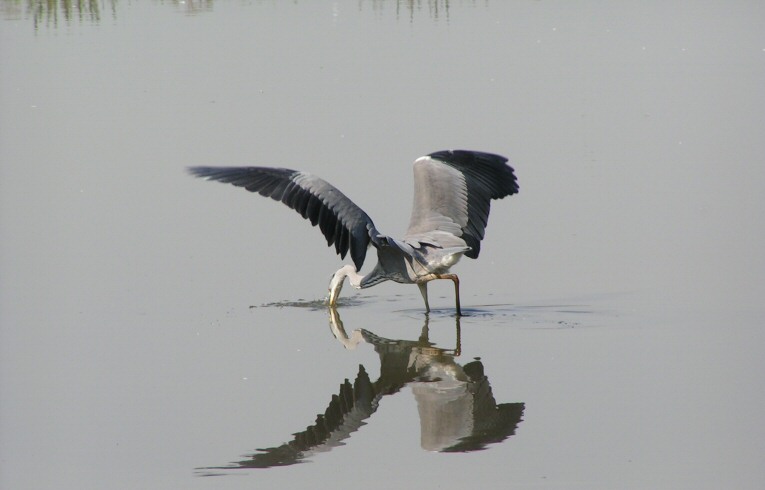 Grey Heron Ardea cinerea