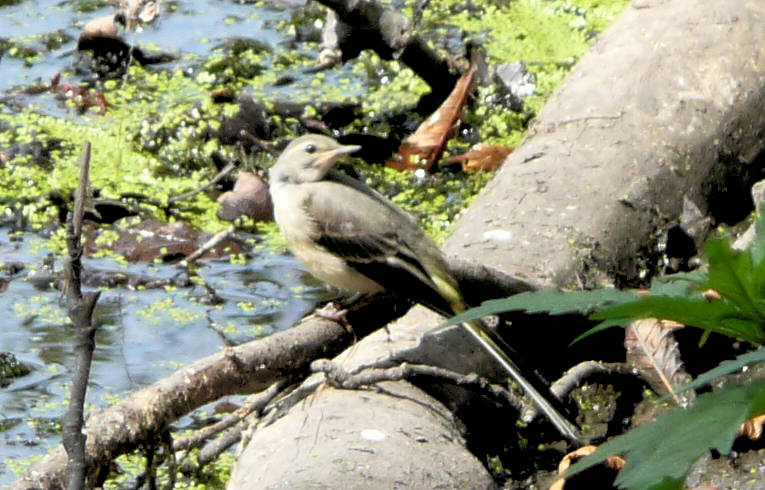 Grey Wagtail