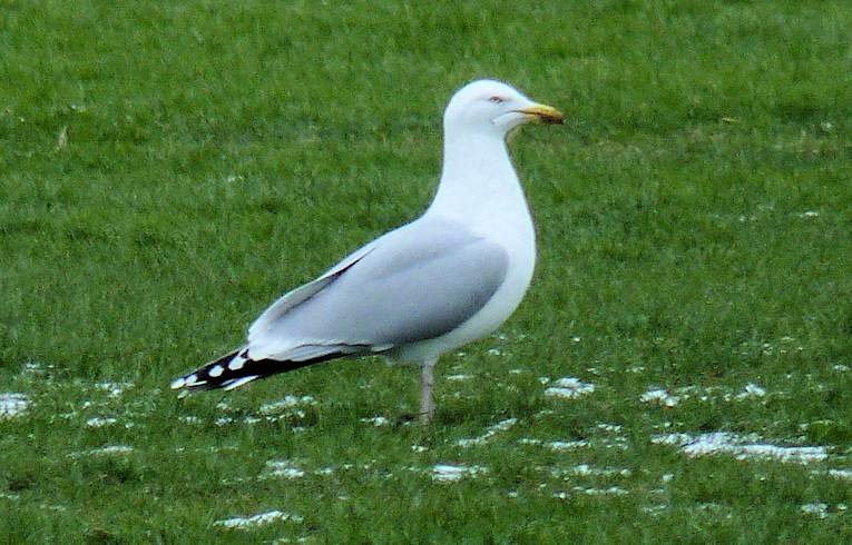Herring Gull