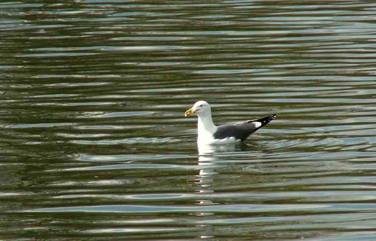 Lesser Black-backed Gull