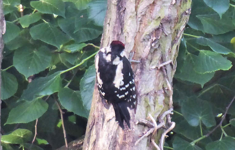 Lesser Spotted Woodpecker