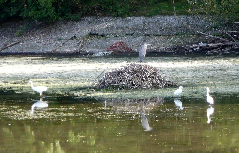 Little Egrets