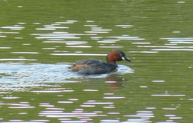 Little Grebe