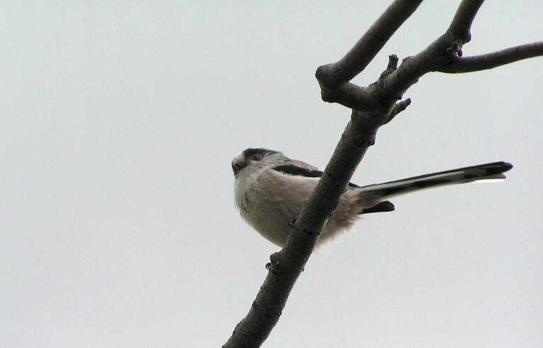 Long-tailed Tit