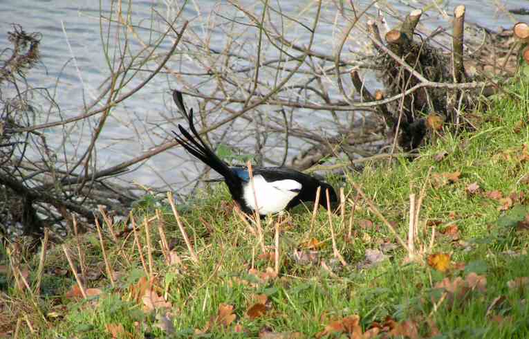 Magpie