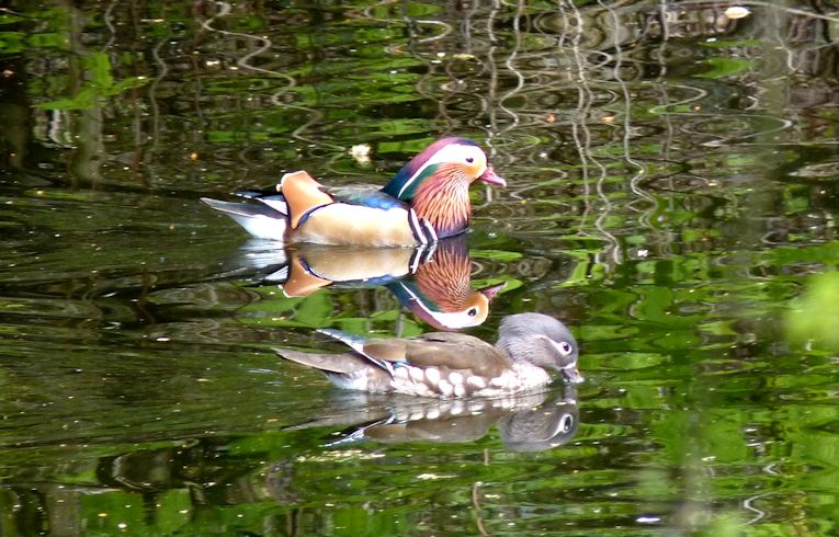 Mandarin Duck