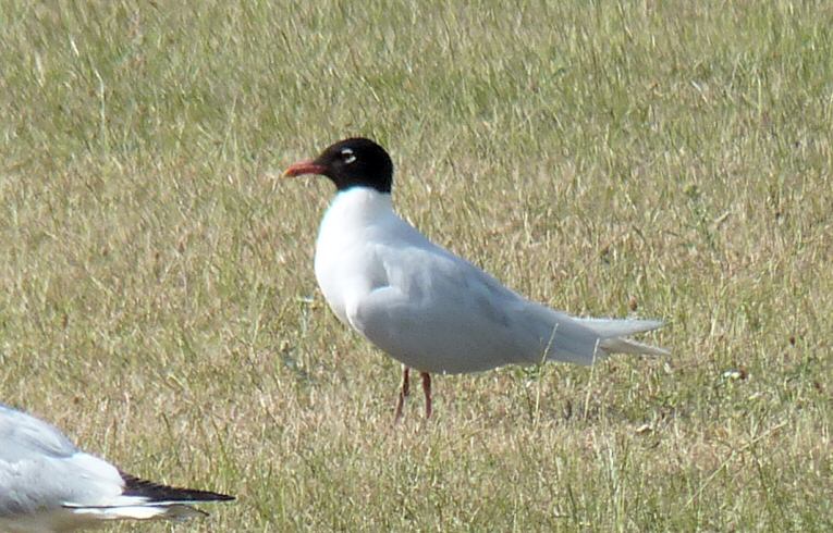 Mediterranean Gull