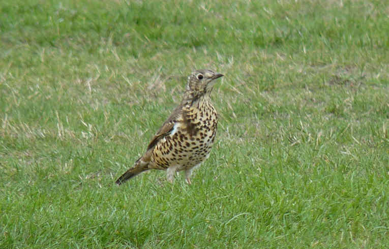 Mistle Thrush
