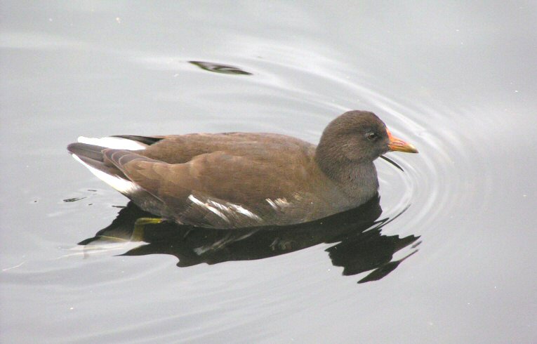 Moorhen
