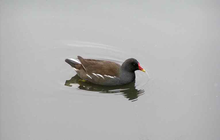 Moorhen