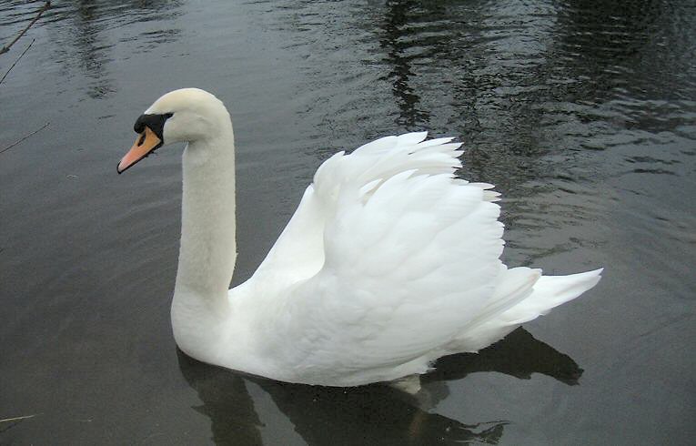 Mute Swan