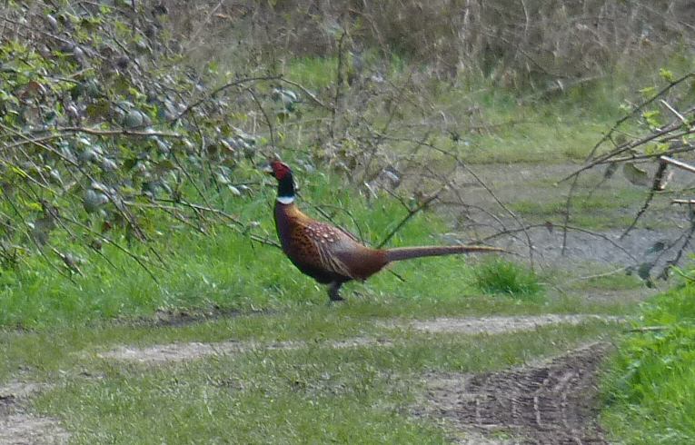 Pheasant
