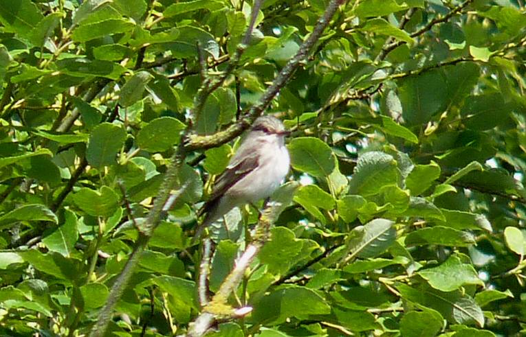Pied Flycatcher