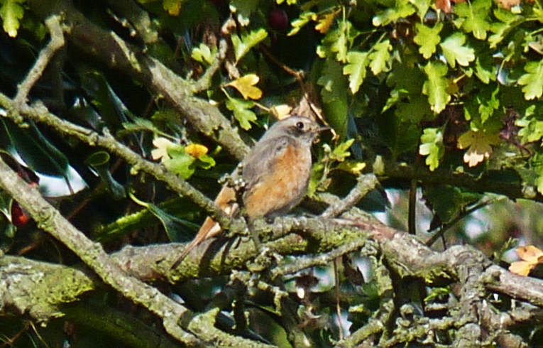 Redstart