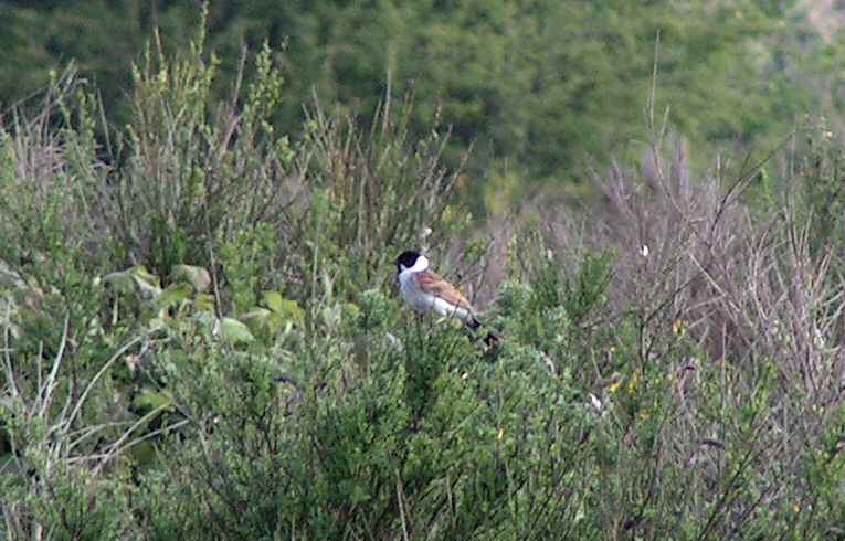Reed Bunting