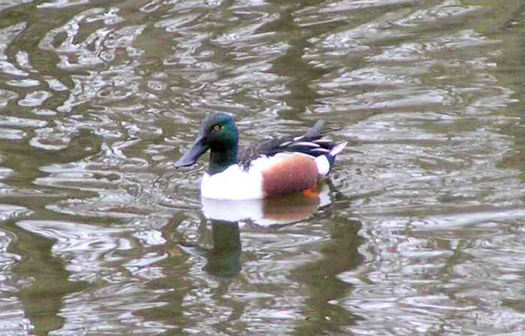 Shoveler