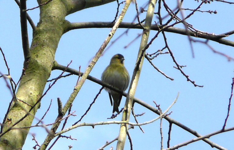 Siskin