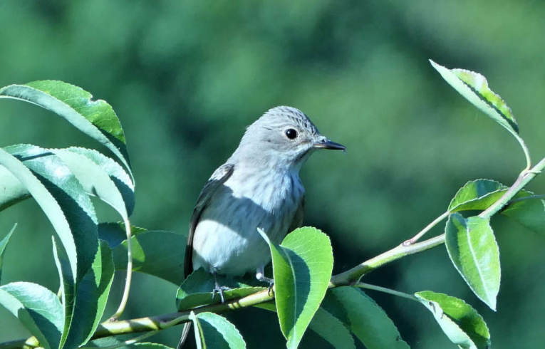 Spotted Flycatcher