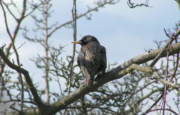 Starling