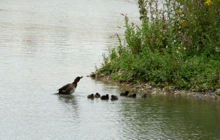 Tufted Ducks