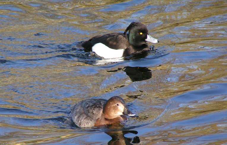 Tufted Duck