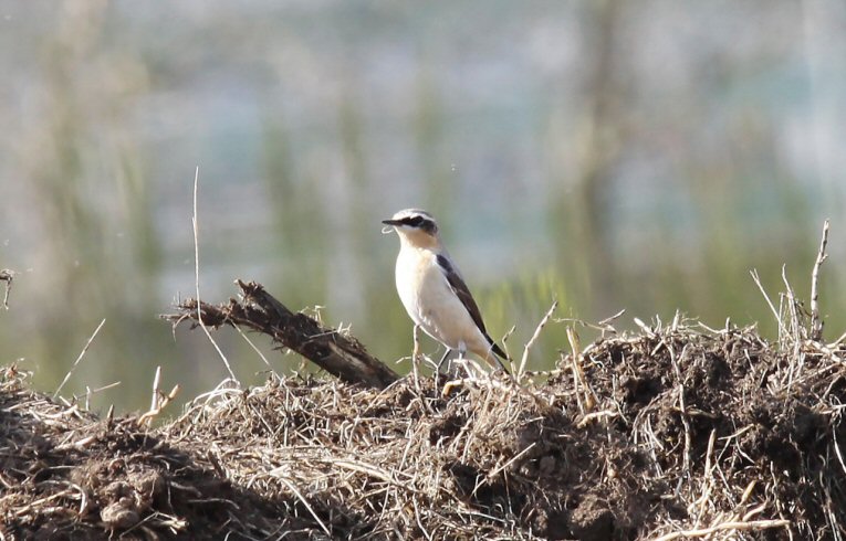 Wheatear