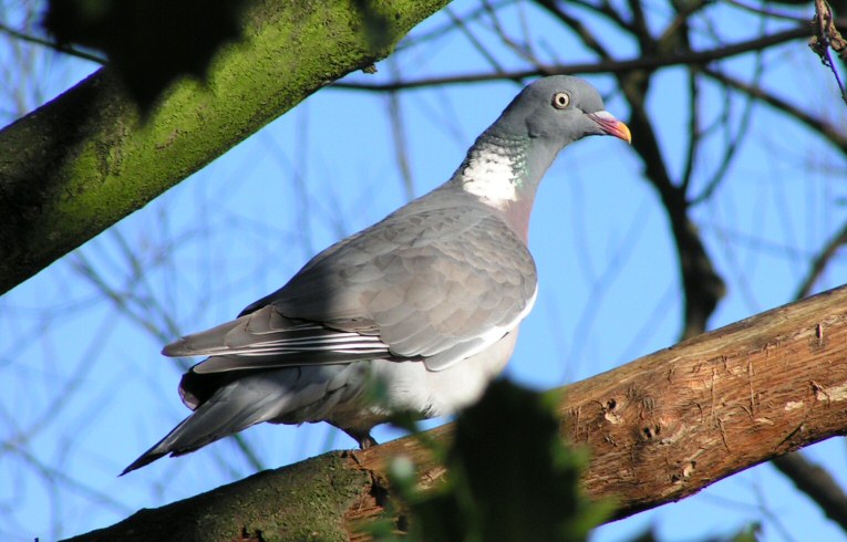 Wood Pigeon
