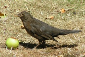 Blackbird